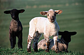 Lambs. Germany