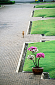 Stray dog and flowers in temple courtyard. Salaya. Thailand.