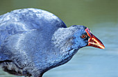 Purple Swamphen (Porphyrio porphyrio)