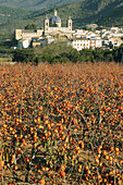Sot de Ferrer and field of persimmons. Castellón province, Comunidad Valenciana, Spain