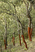 Cork oaks in Mosquera ravine, Azuébar. Sierra Espadán. Castellón province. Spain.