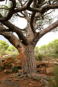 Stone pine (Pinus pinea). Laguna de la Dehesa, Soneja. Castellón province, Spain