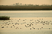 Parque natural Delta del Ebro. Laguna de la Encanyissada. Tarragona province, Catalonia, Spain