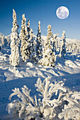 Spruce forest frozen in winter, Chugach Mountains. Alaska, USA