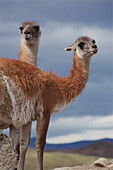 Guanacos (Lama guanicoe). Torres del Paine National Park. Chile