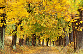 Linden alley. Rugen, Germany