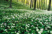 Forest with ramsons in spring, Germany