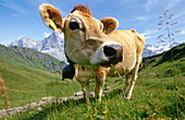 Cow in ameadow. Alps, Berner Oberland. Switzerland