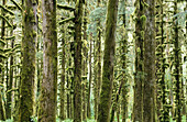 Quinault Rain Forest. Olympic National Park. Washington. USA