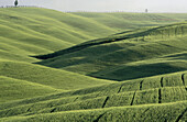 Cereal field. Val d Orcia. Tuscany. Italy.