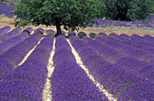 Tree in Lavender field, Plateau de Vaucluse, Sault, Provence, France