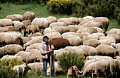 Shepherd in the Pyrenees. Lleida province. Catalonia. Spain.