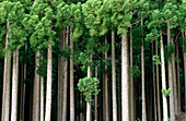 Bosque de Cryptomerias. Altura max.60 metros. Originaria de China y Japón. Familia de Taxodiacees. Isla de Reunión. Francia