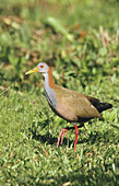 Giant Wood-rail (Aramides ypecaha) Rocha. Uruguay. South America