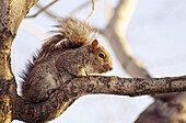 Grey Squirrel (Sciurus arolinensis)