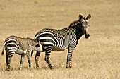 Zebra suckling foal (Equus zebra zebra), Southern Africa