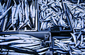 Fresh fish. Pointe-a-Pitre. Guadeloupe. West Indies (FR)