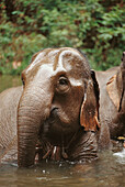 Asian Elephant (Elephas maximus). Thailand
