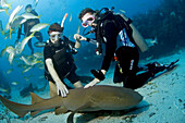 two woman divers settle to the sand and touch a passing nursh shark, Ambergris Caye, Belize, Caribbean Sea.