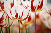 Tulips Happy generation