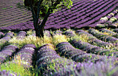 Lavender field. Provence. France