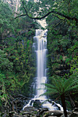 Erskine Falls. Angahook-Lorne State Park. Victoria. Australia