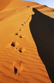 Traces on sand dunes. Namib-Naukluft Park. Namib Desert. Namibia