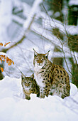 Lynx (Felis lynx)