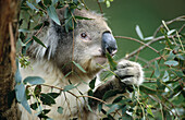 Koala (Phascolarctos cinereus). Australia