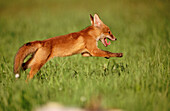 Red fox (Vulpes vulpes). Bavaria. Germany