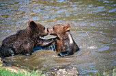 Young brown bear (Ursus arctos)