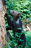 Young Brown Bear (Ursus arctos)