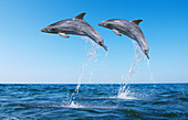 Bottlenose Dolphin (Tursiops truncatus)