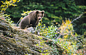 Brown Bear (Ursus Arctos)