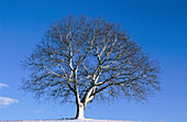 Walnut tree in winter. Steigenwald. Bavaria. Germany