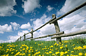 Fence in spring. Baden-Württemberg, Germany
