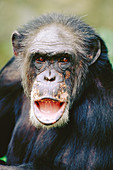 Chimpanzee (Pan troglodytes)