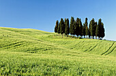 Cypress trees in Tuscan field. Val d Orcia. Siena province. Tuscany. Italy.