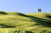 Cypress trees in Tuscan field. Val d Orcia. Siena province. Tuscany. Italy.