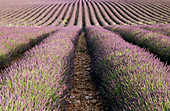 Lavender field, near Sault. Vaucluse. Département Provence. France.