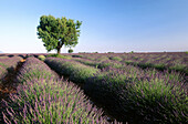 Lavender field. Plateau de Valensole near Puimoisson. Alpes-de-Haute-Provence. France.