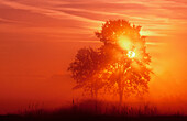 Sunbeams with tree. Morning mood with morning fog. Franconia. Bavaria. Germany.