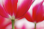 Tulip close up (Tulip: Stargazer). Netherlands, Europe.