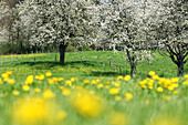 Cherry trees in meadow. Lake Constance region, Baden-Württemberg (Baden-Wuerttemberg), Germany, Europe. Cherry trees in meadow. Lake Constance region, Baden-Württemberg (Baden-Wuerttemberg), Germany, Europe.
