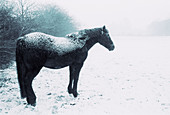  Aussen, Außen, Ein Tier, Eins, Frost, Horizontal, Jahreszeit, Jahreszeiten, Kalt, Kälte, Land, Natur, Pferd, Pferde, Säugetier, Säugetiere, Schnee, Schwarzweiss, Tageszeit, Tier, Tiere, Unbeweglich, Verschneit, Vieh, Winter, K06-205734, agefotostock 