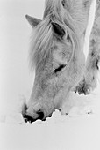  Aussen, Außen, Ein Tier, Eins, Jahreszeit, Jahreszeiten, Kopf, Köpfe, Nahaufnahme, Nahaufnahmen, Natur, Pferd, Pferde, Säugetier, Säugetiere, Schnee, Schwarzweiss, Suche, Suchen, Tageszeit, Tier, Tiere, Verschneit, Vertikal, Vieh, Winter, K06-205736, age