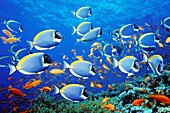 Farbe, Fisch, Fische, Gruppe, Gruppen, Horizontal, Meer, Natur, Schwarm, Schwärme, Tier, Tiere, Unterwasser, Unterwasserwelt, Zoologie, K06-223120, agefotostock 