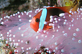 Red and Black Anemonefish (Amphiprion melanopus) in Sea Anemone. Similan Islands. Andaman Sea. Thailand. Indian Ocean