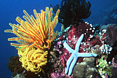 Crinoid or featherstar and Starfish (Linckia laevigata) on coral reef. Andaman Sea. Thailand