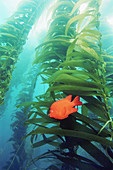 Garibaldi (Hypsypops rubicundus), kelp forest. California. USA